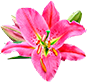rose